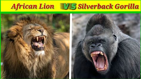 Lion vs silverback gorilla Mature silverback gorillas are a good example of the protective male